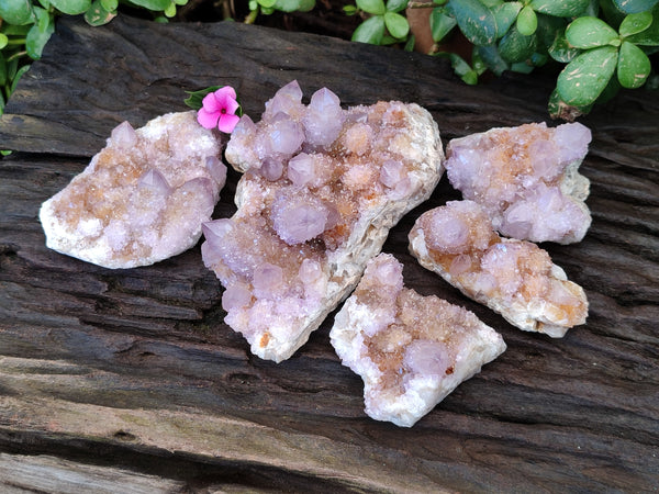 Natural Cactus Flower Amethyst Spirit Quartz Clusters x 5 From South Africa - Toprock Gemstones and Minerals 