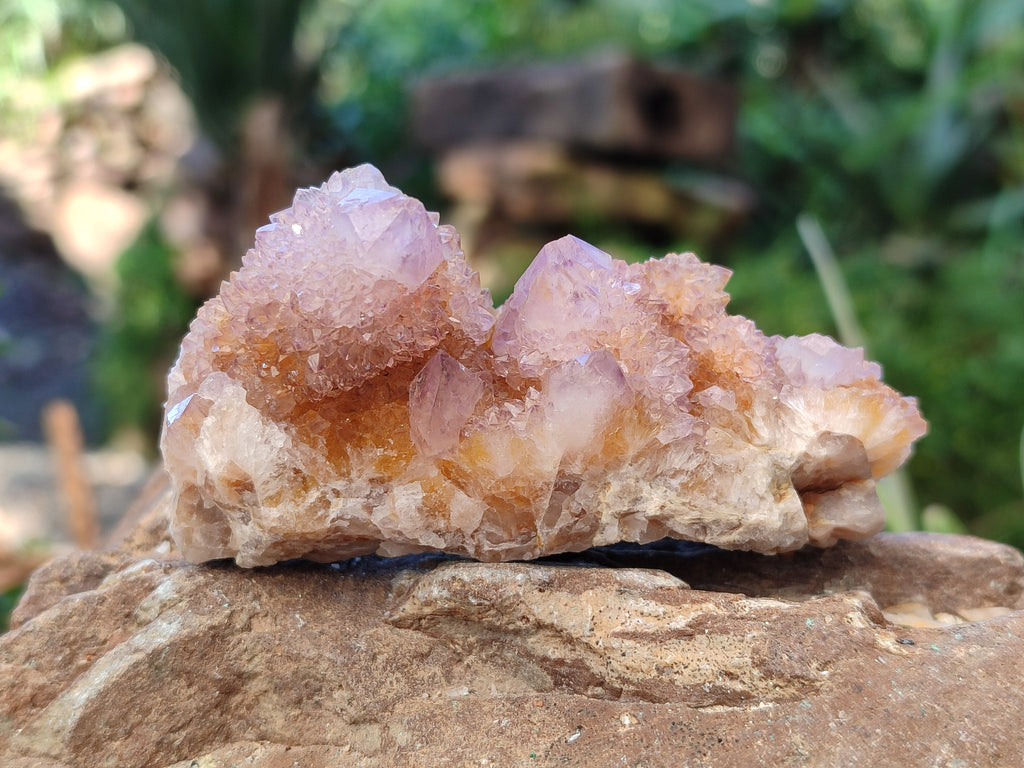 Natural Cactus Flower Amethyst Spirit Quartz Clusters x 5 From South Africa - Toprock Gemstones and Minerals 