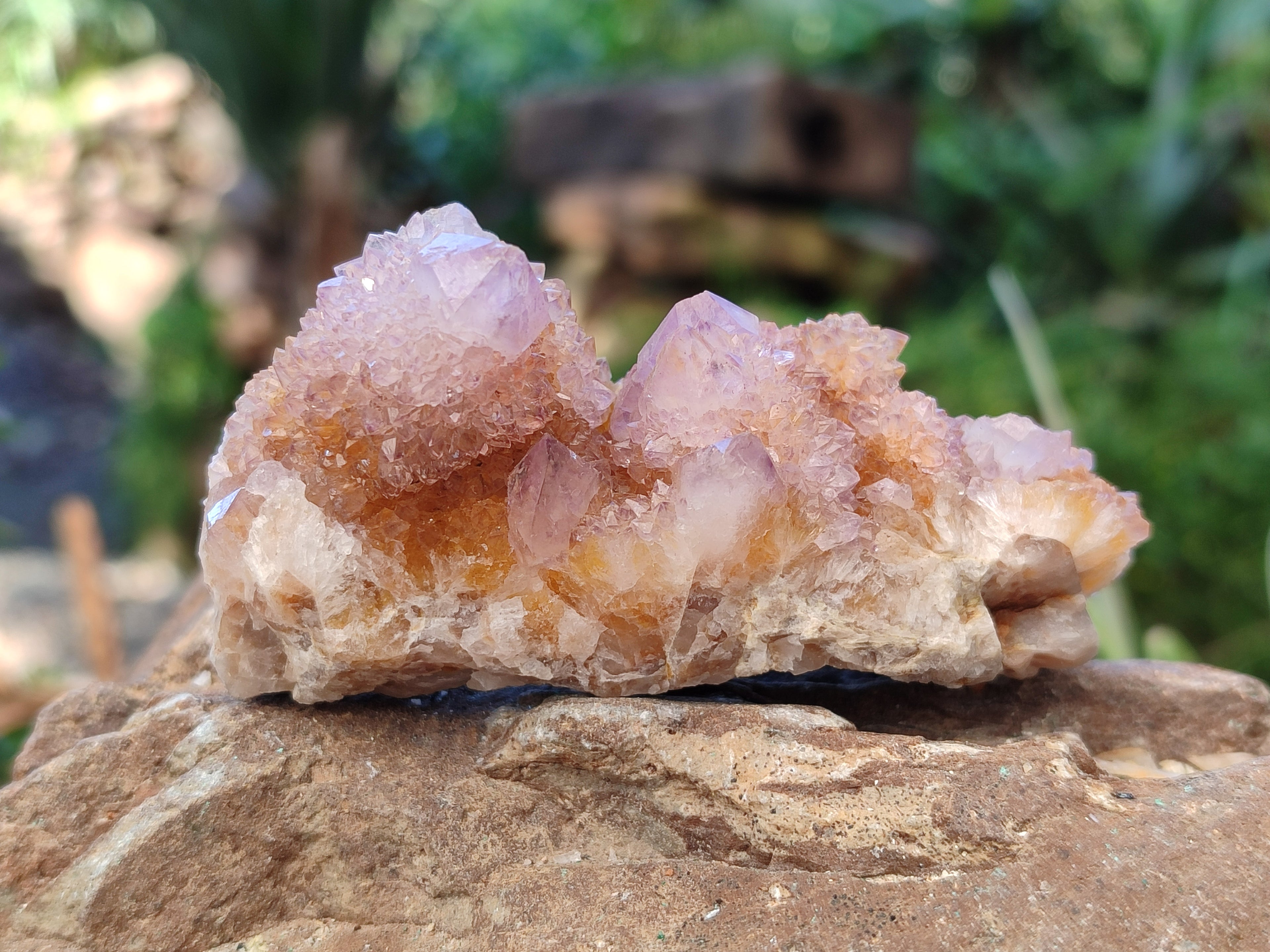 Natural Cactus Flower Amethyst Spirit Quartz Clusters x 5 From South Africa - Toprock Gemstones and Minerals 