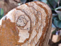 Polished Picture Stone Jasper Standing Free Forms x 2 From Ais-Ais, Namibia - Toprock Gemstones and Minerals 