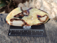 Polished Fossilized Septerye Slices x 4 From Mahajanga, Madagascar - Toprock Gemstones and Minerals 