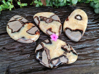 Polished Fossilized Septerye Slices x 4 From Mahajanga, Madagascar - Toprock Gemstones and Minerals 