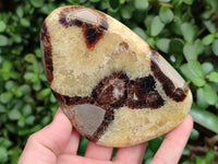 Polished Fossilized Septerye Slices x 4 From Mahajanga, Madagascar - Toprock Gemstones and Minerals 