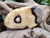 Polished Fossilized Septerye Slices x 4 From Mahajanga, Madagascar - Toprock Gemstones and Minerals 