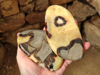 Polished Fossilized Septerye Slices x 4 From Mahajanga, Madagascar - Toprock Gemstones and Minerals 