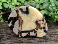 Polished Fossilized Septerye Slices x 4 From Mahajanga, Madagascar - Toprock Gemstones and Minerals 