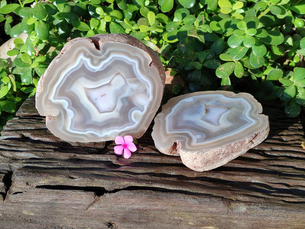 Polished On One Side Sashe River Agate Nodules cut as matching pair x 1 Pair From Zimbabwe