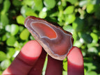 Polished On One Side Red Sashe River Agate Nodules x 20 From Zimbabwe - Toprock Gemstones and Minerals 