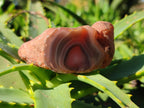 Polished On One Side Red Sashe River Agate Nodules x 12 From Zimbabwe - Toprock Gemstones and Minerals 