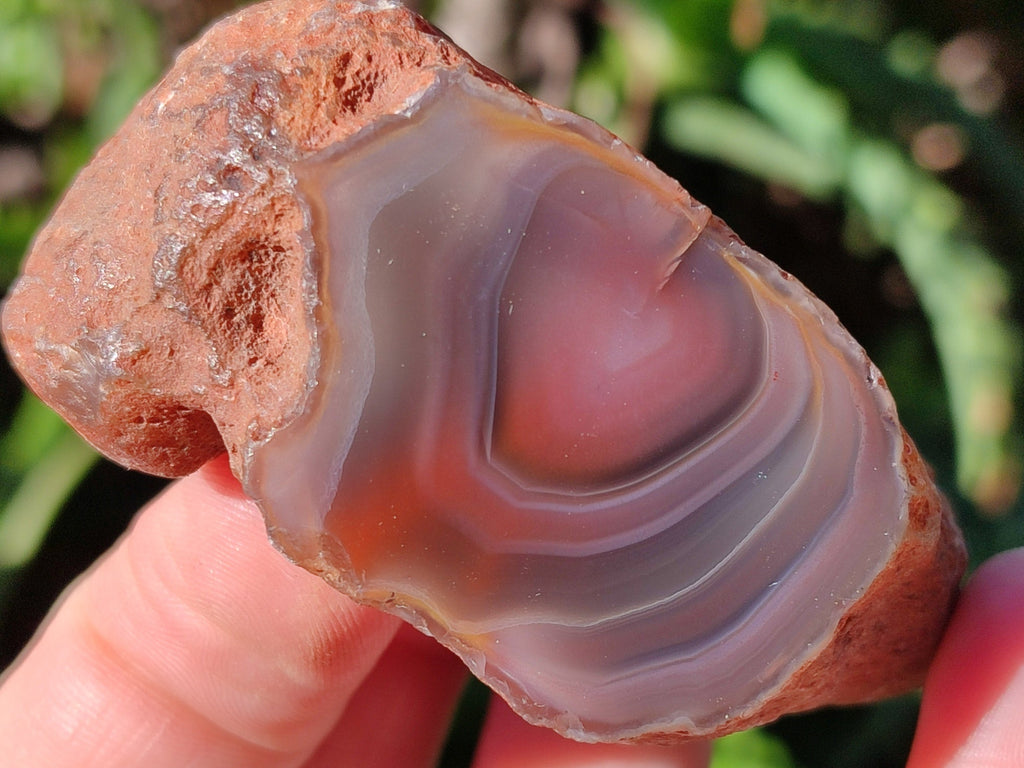 Polished On One Side Red Sashe River Agate Nodules x 12 From Zimbabwe - Toprock Gemstones and Minerals 
