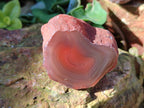 Polished On One Side Red Sashe River Agate Nodules x 12 From Zimbabwe - Toprock Gemstones and Minerals 