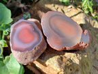 Polished On One Side Red Sashe River Agate Nodules x 12 From Zimbabwe - Toprock Gemstones and Minerals 