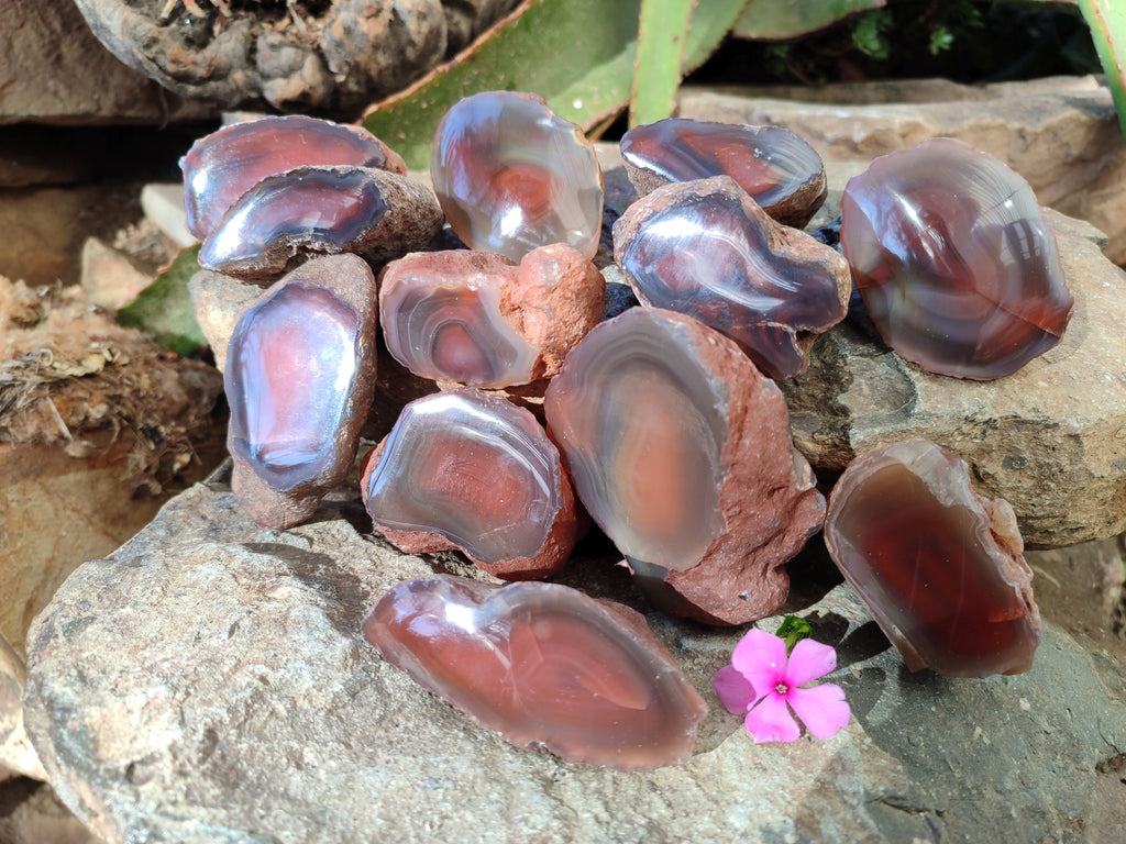 Polished On One Side Red Sashe River Agate Nodules x 12 From Zimbabwe - Toprock Gemstones and Minerals 