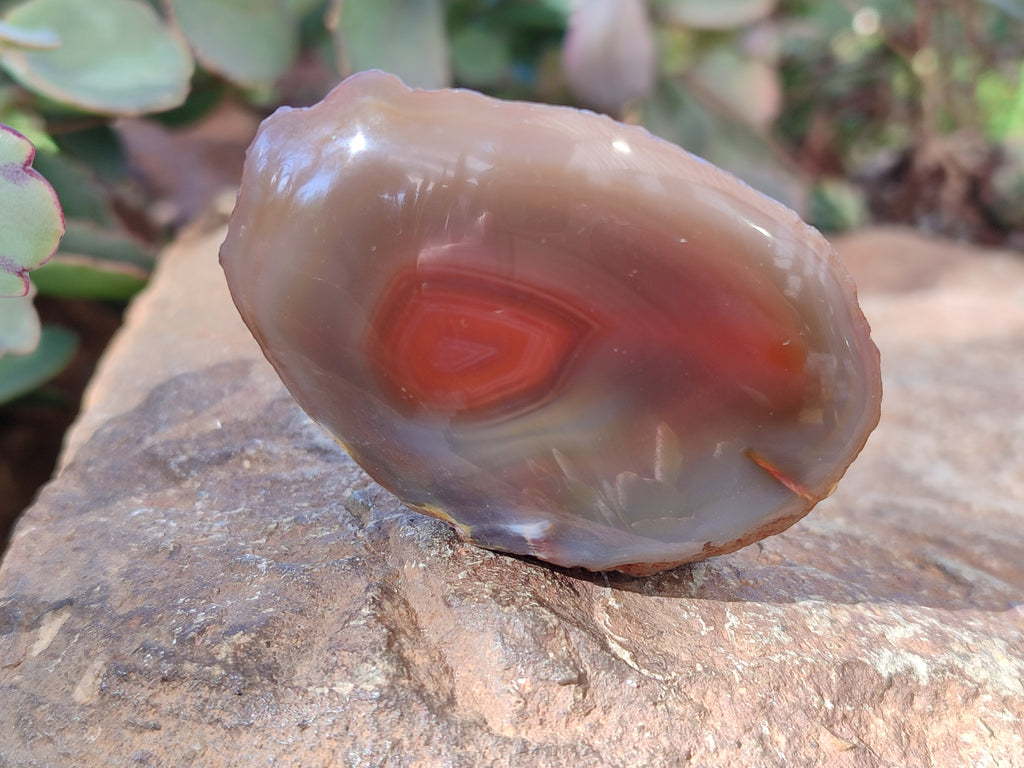 Polished On One Side Red Sashe River Agate Nodules x 12 From Zimbabwe - Toprock Gemstones and Minerals 