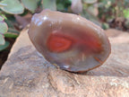 Polished On One Side Red Sashe River Agate Nodules x 12 From Zimbabwe - Toprock Gemstones and Minerals 