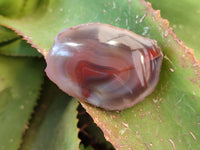 Polished On One Side Red Sashe River Agate Nodules x 12 From Zimbabwe - Toprock Gemstones and Minerals 