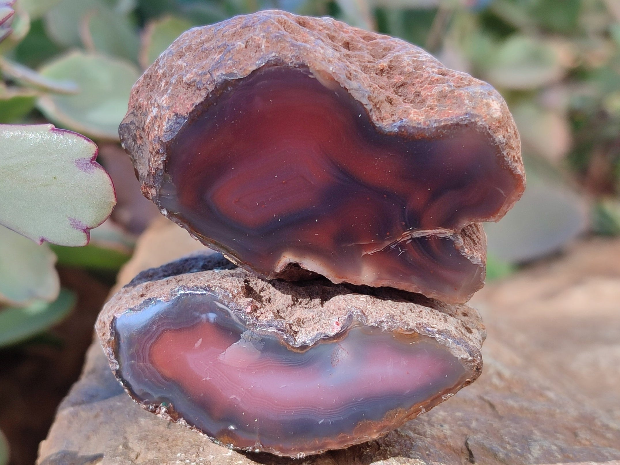Polished On One Side Red Sashe River Agate Nodules x 12 From Zimbabwe - Toprock Gemstones and Minerals 