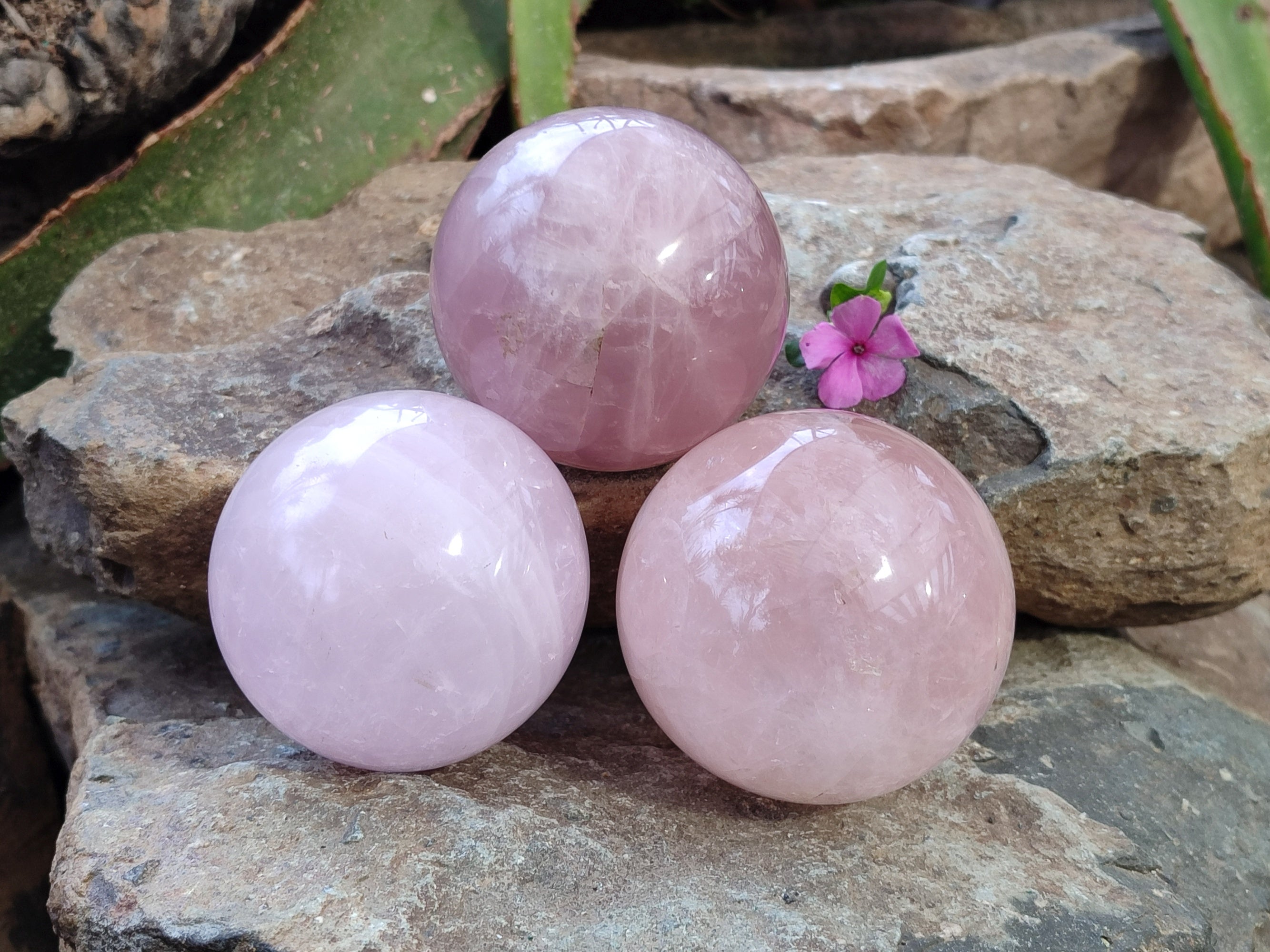 Polished Star Rose Quartz Spheres x 3 From Ambatondrazaka, Madagascar - Toprock Gemstones and Minerals 