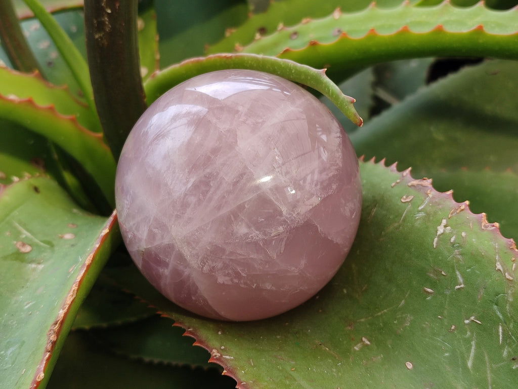 Polished Star Rose Quartz Spheres x 3 From Ambatondrazaka, Madagascar - Toprock Gemstones and Minerals 