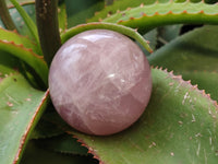 Polished Star Rose Quartz Spheres x 3 From Ambatondrazaka, Madagascar - Toprock Gemstones and Minerals 