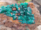 Natural Dioptase Specimens x 6 From Likasi, Congo - Toprock Gemstones and Minerals 