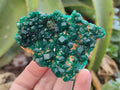 Natural Dioptase Specimens x 6 From Likasi, Congo - Toprock Gemstones and Minerals 
