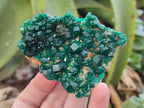 Natural Dioptase Specimens x 6 From Likasi, Congo - Toprock Gemstones and Minerals 