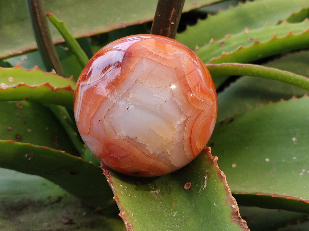 Polished Carnelian Agate Spheres x 3 From Madagascar - Toprock Gemstones and Minerals 