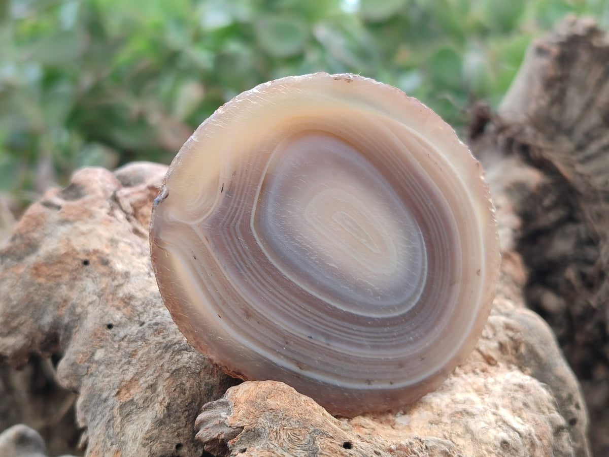 Polished Banded Agate Slices x 12 From Madagascar - Toprock Gemstones and Minerals 