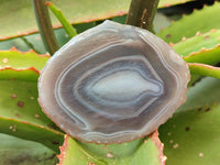 Polished Banded Agate Slices x 12 From Madagascar - Toprock Gemstones and Minerals 