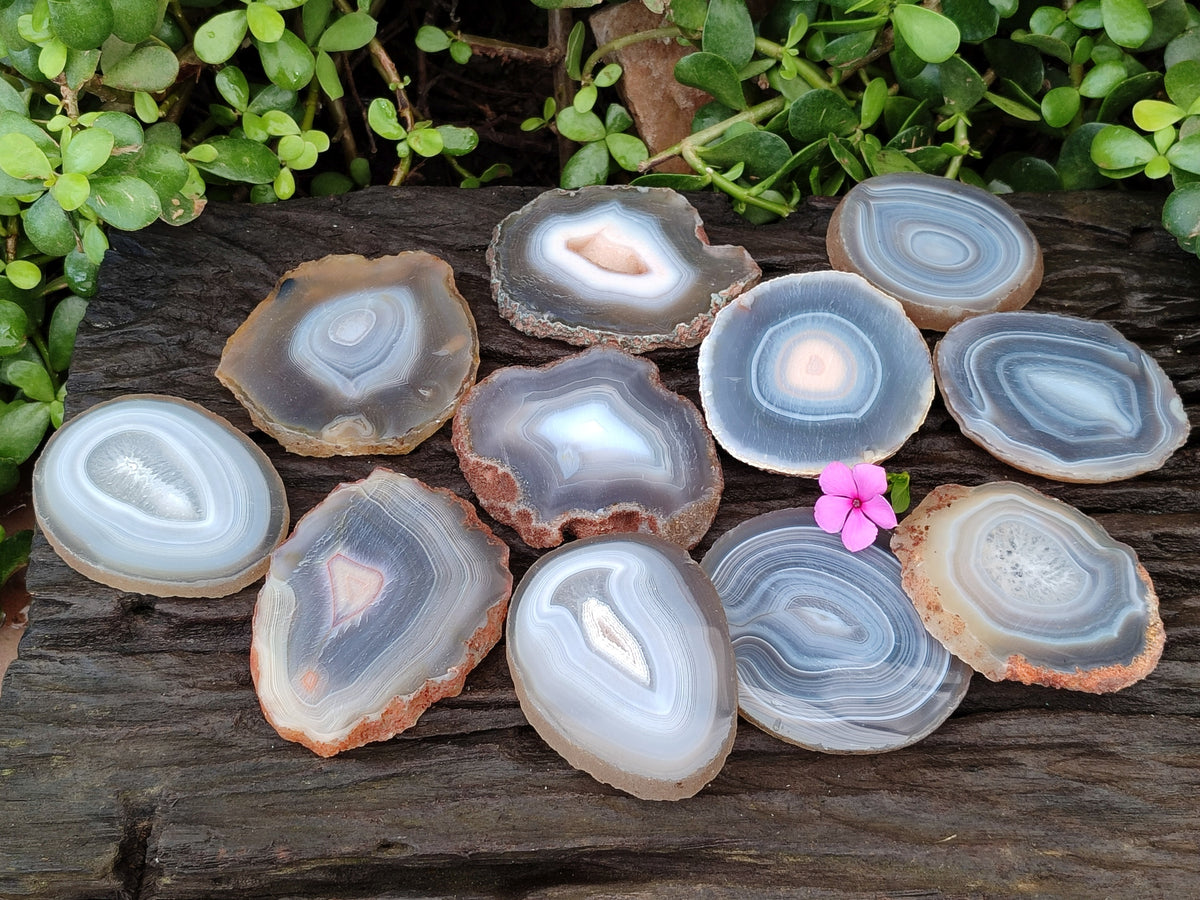 Polished Banded Agate Slices x 12 From Madagascar - Toprock Gemstones and Minerals 