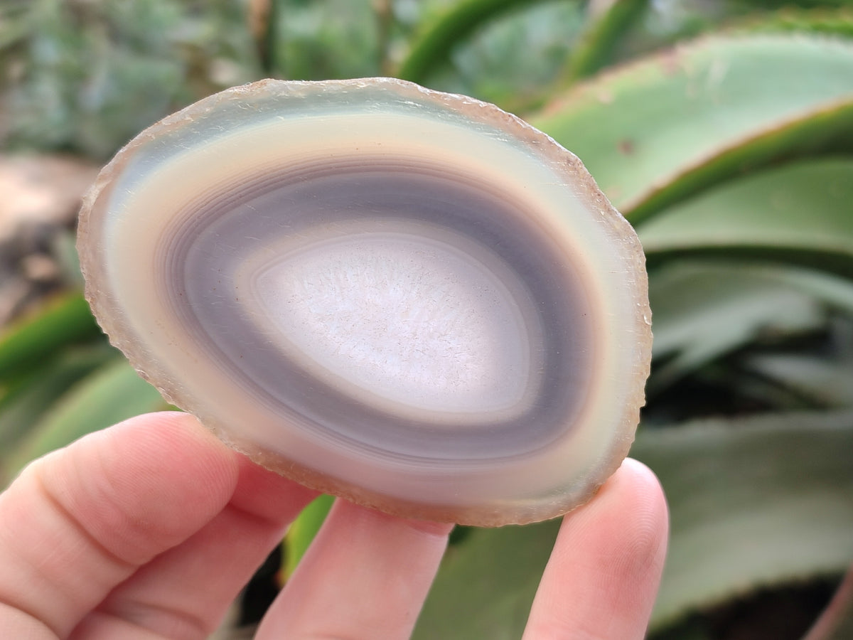 Polished Banded Agate Slices x 12 From Madagascar - Toprock Gemstones and Minerals 