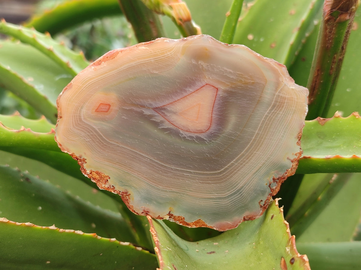 Polished Banded Agate Slices x 12 From Madagascar - Toprock Gemstones and Minerals 