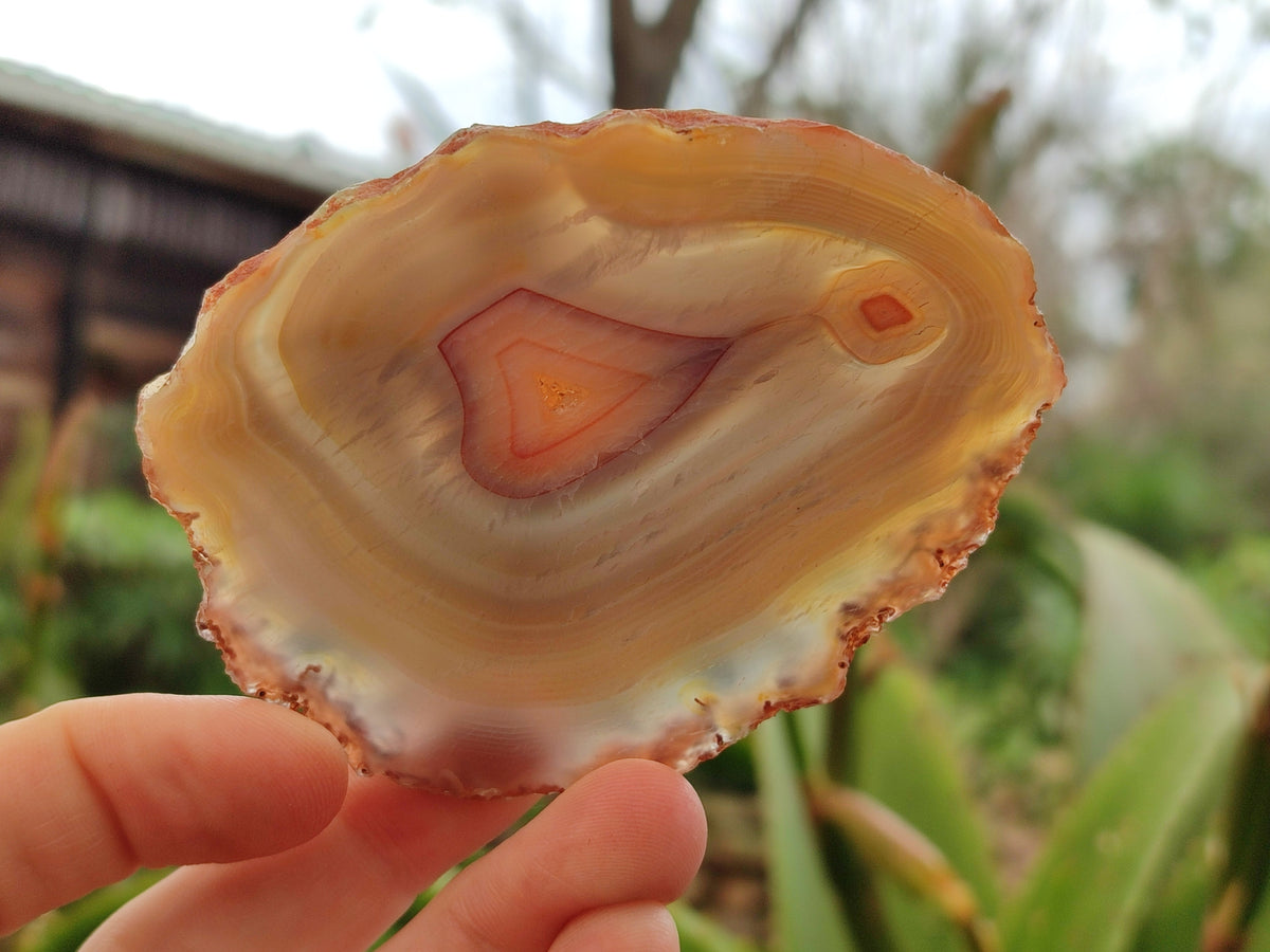 Polished Banded Agate Slices x 12 From Madagascar - Toprock Gemstones and Minerals 