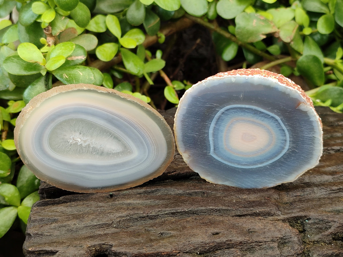 Polished Banded Agate Slices x 12 From Madagascar - Toprock Gemstones and Minerals 