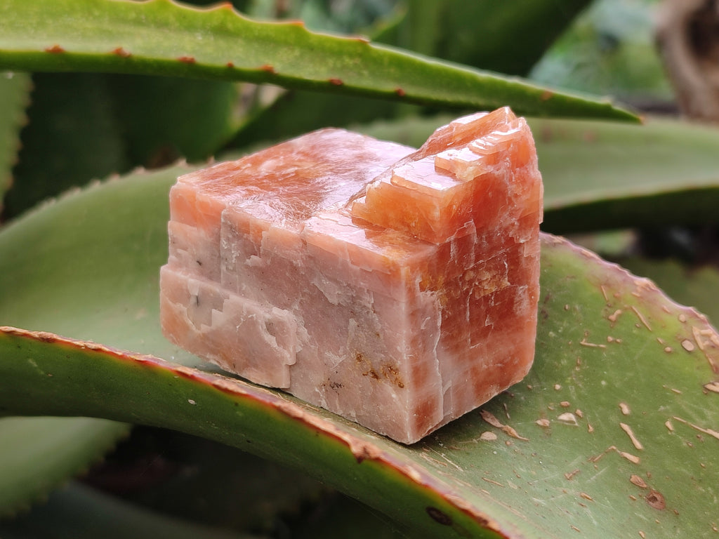 Natural Rhombohedral Sunset Orange Calcite Specimens x 12 From Spitzkop, Namibia - Toprock Gemstones and Minerals 