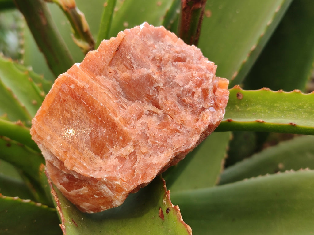 Natural Rhombohedral Sunset Orange Calcite Specimens x 12 From Spitzkop, Namibia - Toprock Gemstones and Minerals 