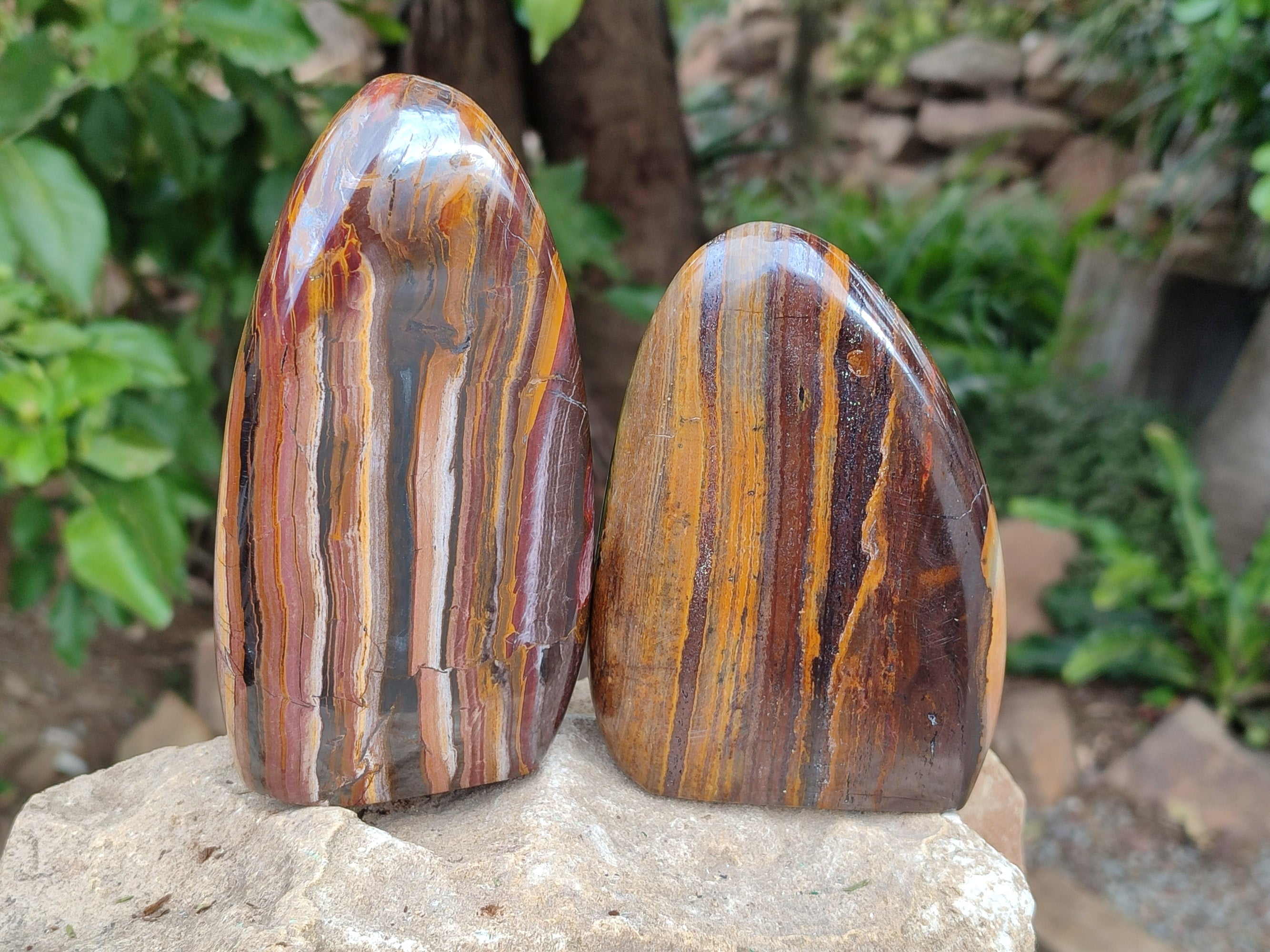 Polished Golden River Tigers Eye Standing Free Forms x 2 From Prieska, South Africa - Toprock Gemstones and Minerals 