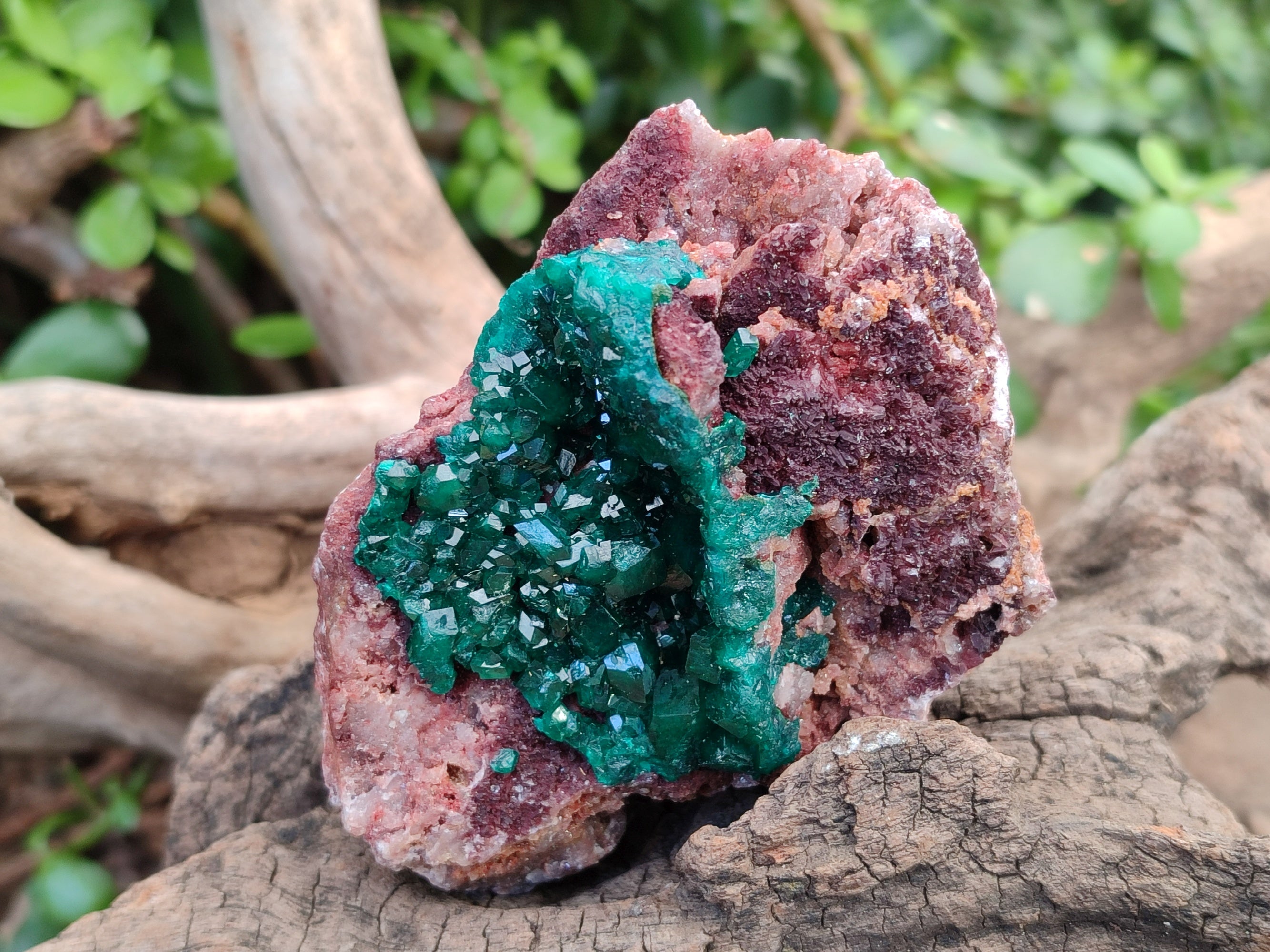 Natural Dioptase On Dolomite Specimens x 3 From Likasi, Congo - Toprock Gemstones and Minerals 