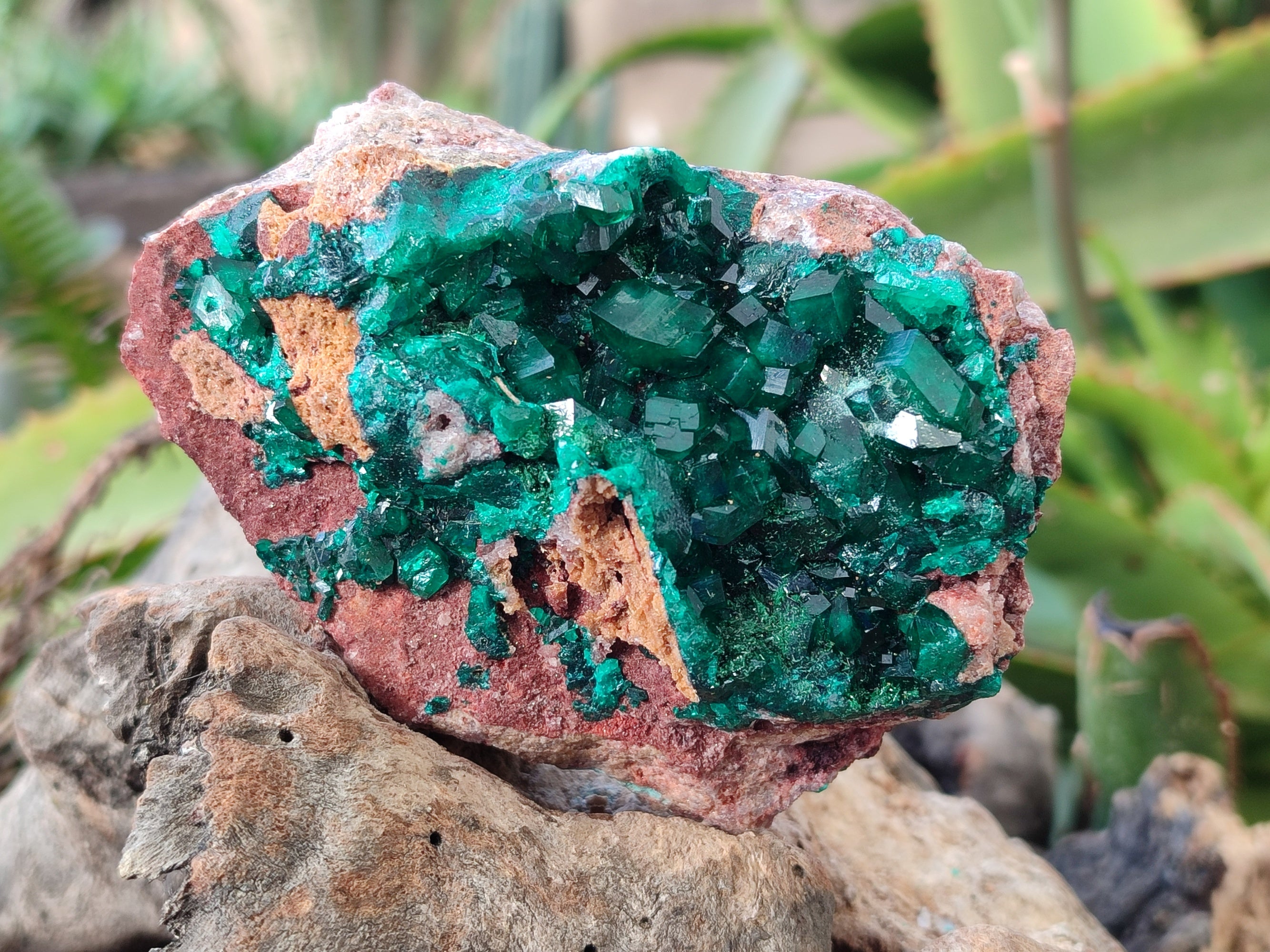 Natural Dioptase On Dolomite Specimens x 3 From Likasi, Congo - Toprock Gemstones and Minerals 