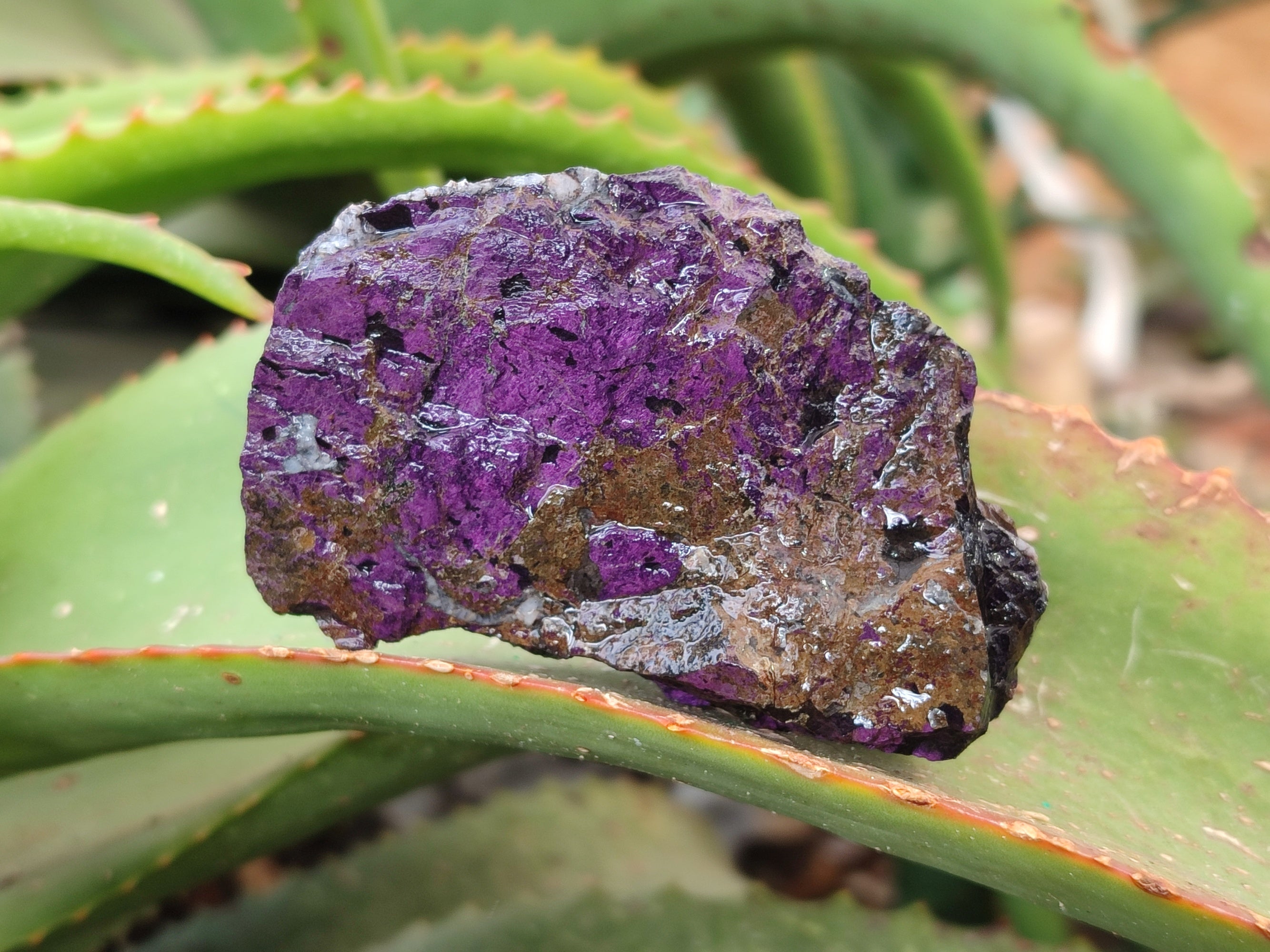 Natural Metallic Purpurite Cobbed Specimens x 17 From Erongo, Namibia - Toprock Gemstones and Minerals 