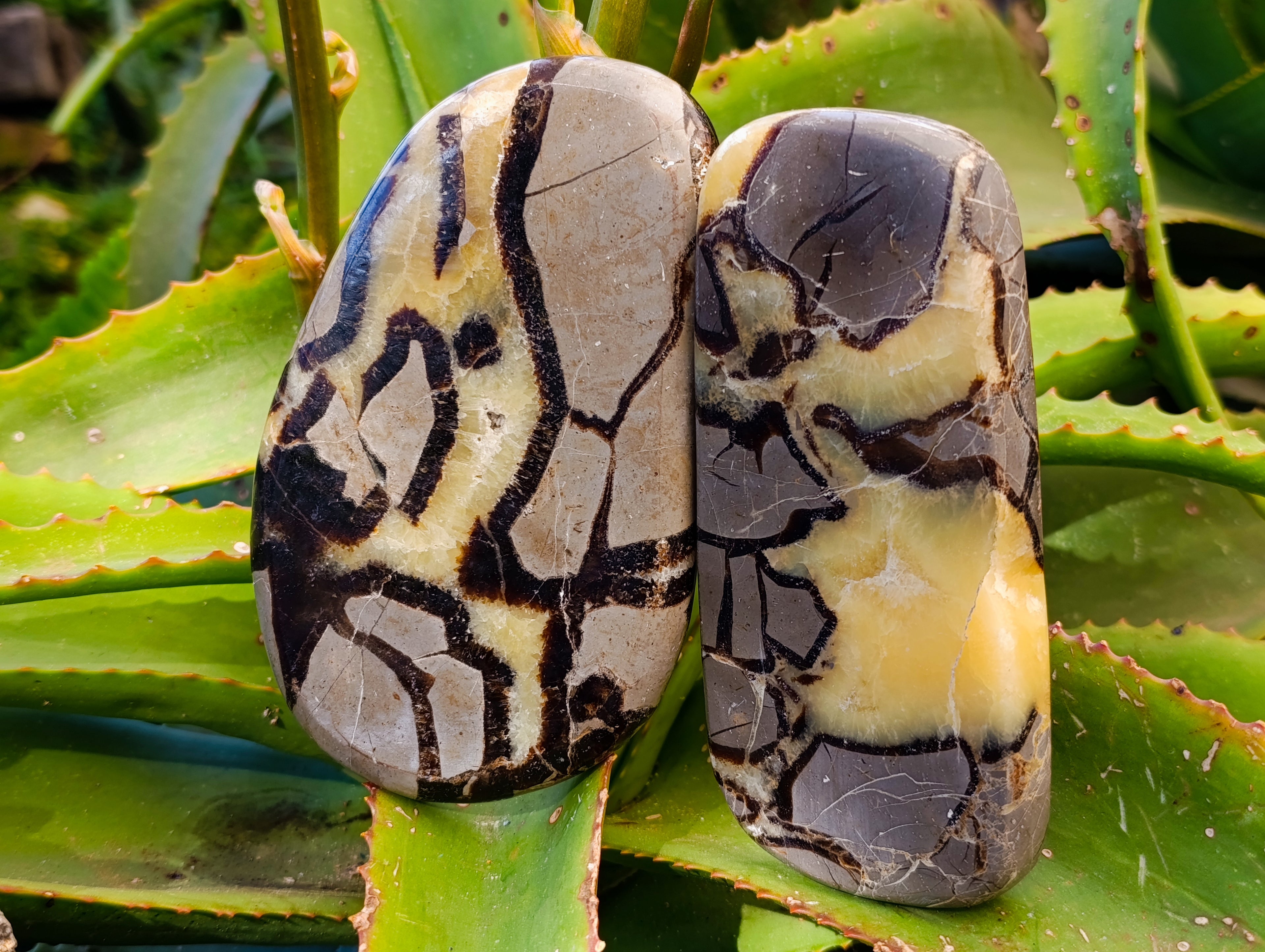 Polished Septerye Slices x 6 From Madagascar - Toprock Gemstones and Minerals 