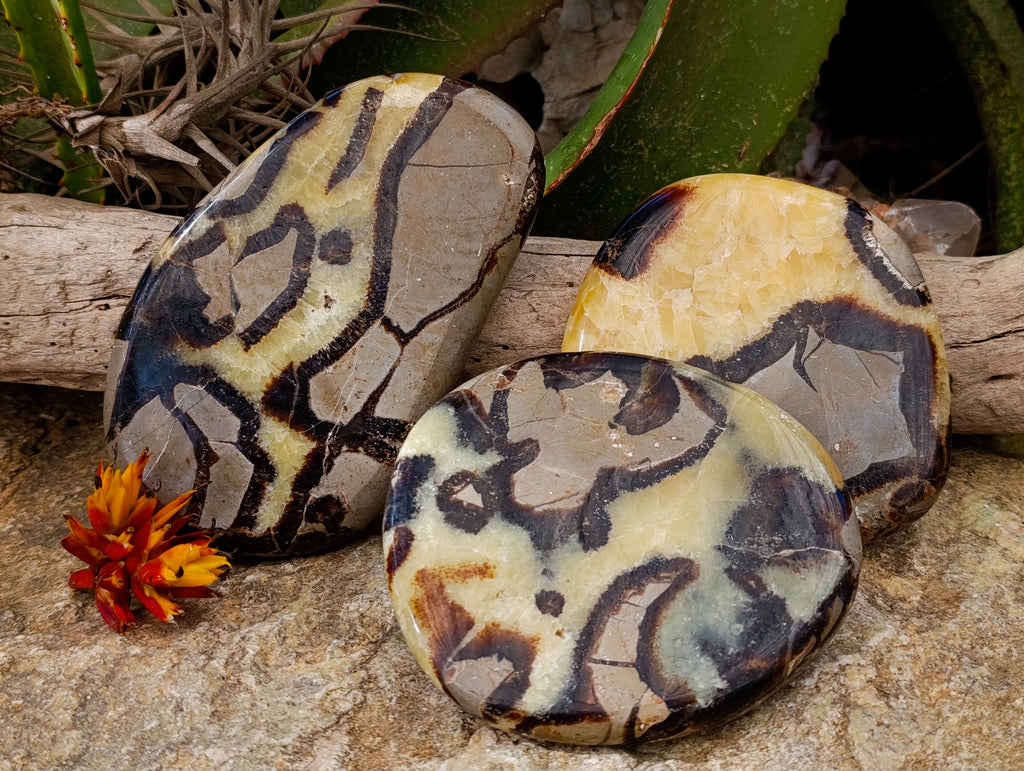 Polished Septerye Slices x 6 From Madagascar - Toprock Gemstones and Minerals 