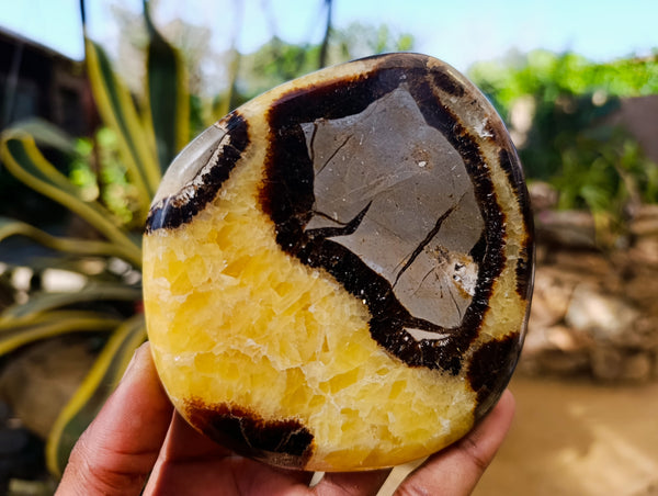 Polished Septerye Slices x 6 From Madagascar