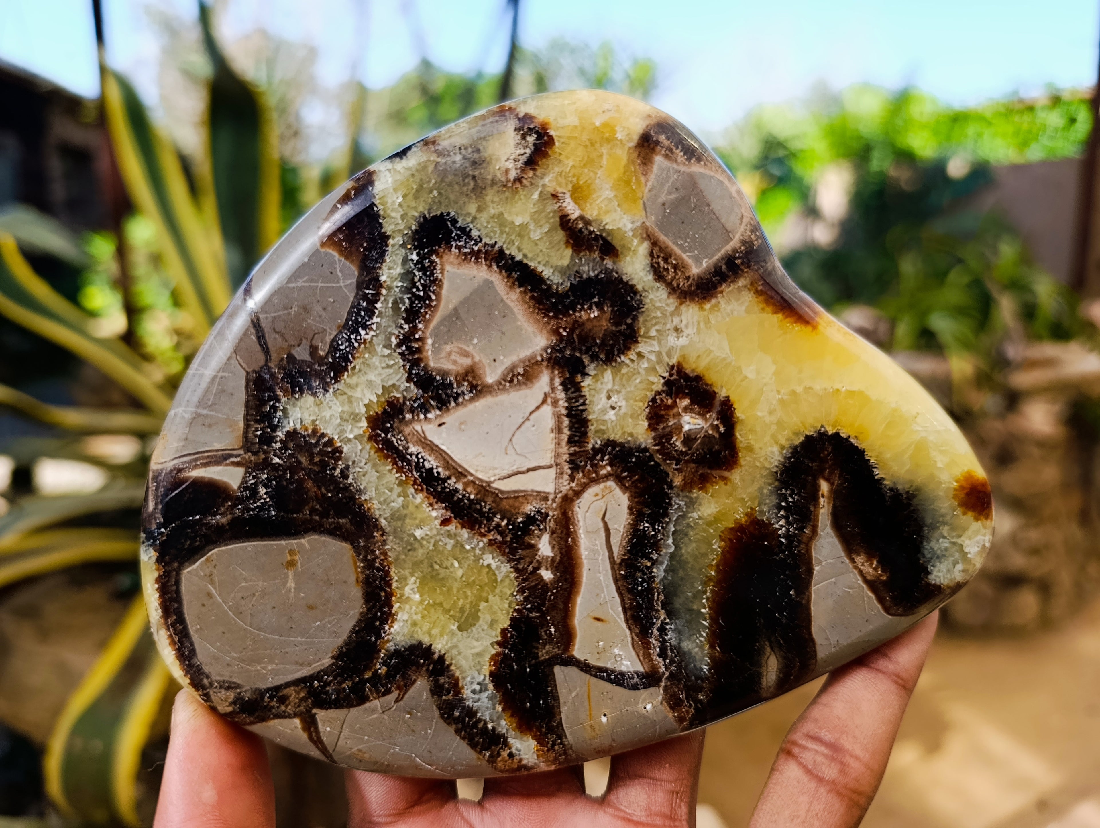 Polished Septerye Slices x 6 From Madagascar - Toprock Gemstones and Minerals 