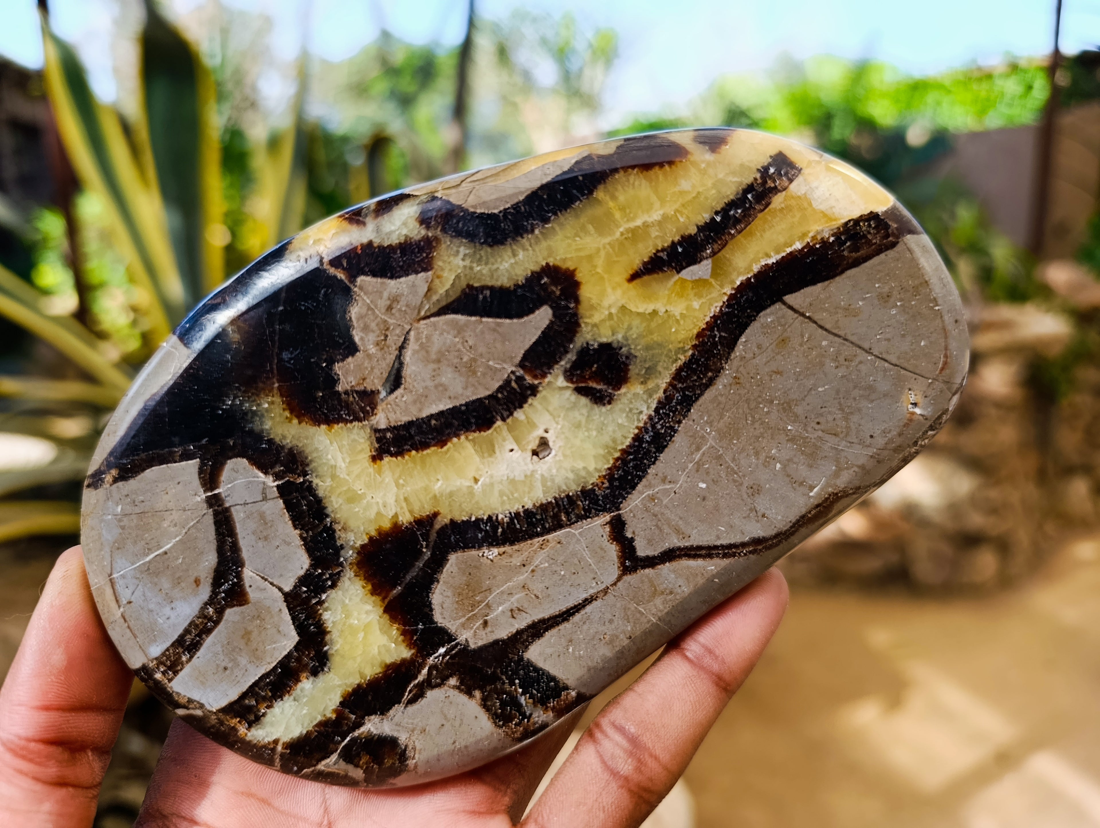 Polished Septerye Slices x 6 From Madagascar - Toprock Gemstones and Minerals 