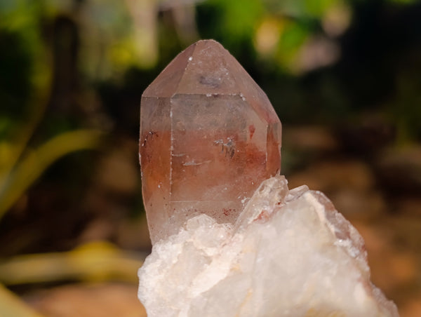 Natural Hematoid Quartz Clusters x 12 From Karoi, Zimbabwe