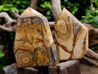 Polished Picture Stone Jasper Points x 2 From Ais-Ais, Namibia - Toprock Gemstones and Minerals 