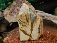 Polished Picture Stone Jasper Points x 2 From Ais-Ais, Namibia - Toprock Gemstones and Minerals 