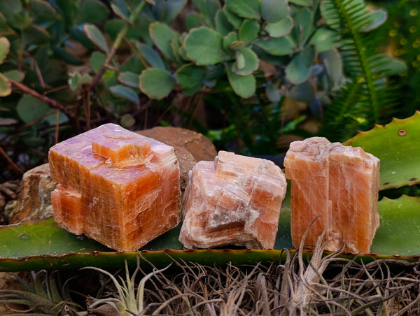 Natural Sunset Orange Calcite Specimens x 12 From Spitzkop, Namibia